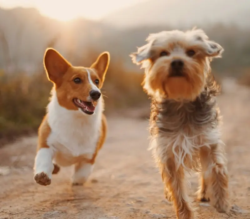 Max & Bella · control de rutină